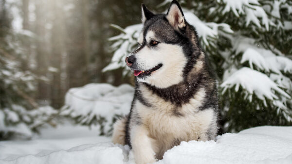 Wallpaper Desktop, Snow, Pet, Animals, Dog, Malamute, Alaskan
