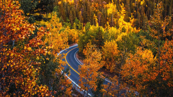 Wallpaper During, Aerial, Colorado, Forest, View, Fall, Road, Desktop, Nature