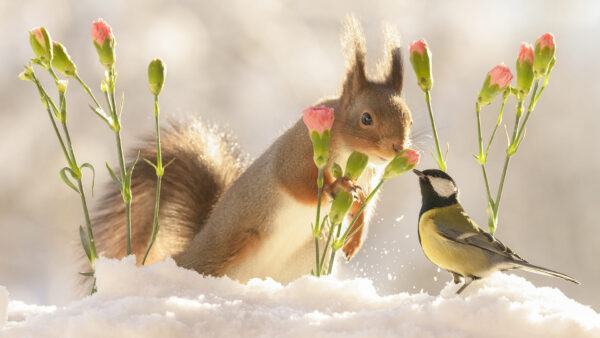 Wallpaper Standing, Near, With, Snow, Flower, Squirrel, Titmouse, Desktop