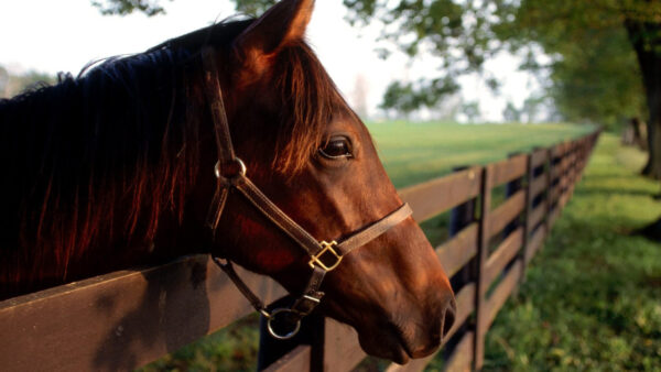 Wallpaper Fence, Near, Desktop, Horse, Brown