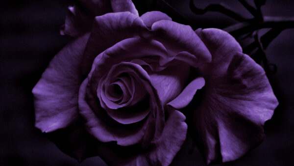 Wallpaper Dark, Desktop, Black, Purple, Rose, Background, Flower