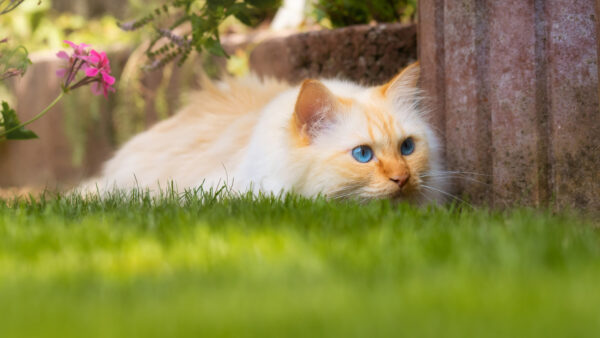 Wallpaper Blue, Mobile, Cat, Near, Desktop, Grass, Green, Field, Sitting, Eyes