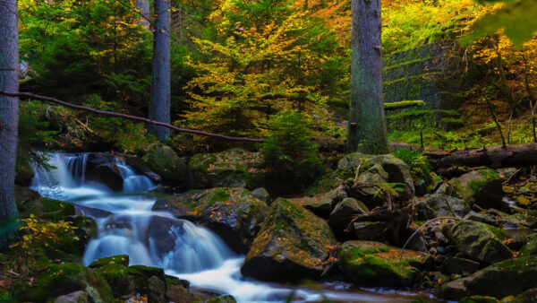 Wallpaper Trees, Surrounded, Algae, Nature, Stream, Rocks, Covered, Between, Waterall