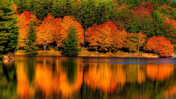 Wallpaper During, Trees, Autumn, Daytime, Body, Calm, Colorful, Reflection, Leafed, Nature, Water, Desktop