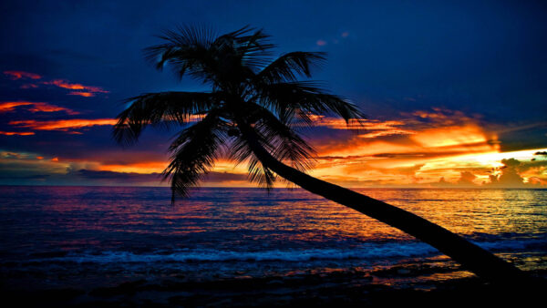 Wallpaper Clouds, Slanting, Sky, Palm, Background, Silhouette, Tropical, Tree, Waves, Beach, Sunset, Nature, Ocean