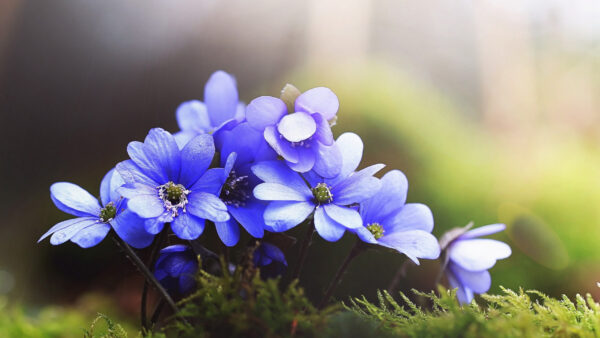 Wallpaper Blue, View, Green, Background, Spring, Flowers, Closeup, Blur