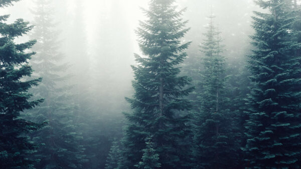 Wallpaper Trees, Fog, With, Forest, Pine, Desktop