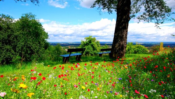 Wallpaper Bench, Wooden, Spring, Desktop, Colorful, Field, Flowers