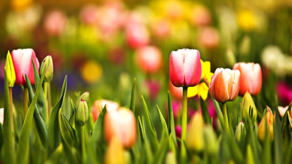 Wallpaper Flowers, Blur, Colorful, Background, Desktop, Leaves, With