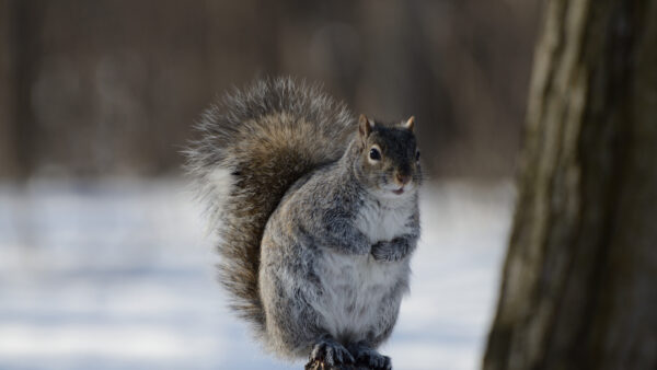 Wallpaper Forest, Standing, Blur, Mobile, White, Background, Squirrel, Tree, Ash, Desktop, Trunk