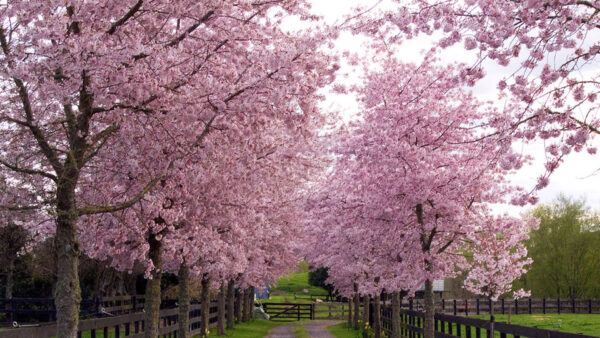 Wallpaper Background, Desktop, Between, Pink, Spring, Trees, Blossom, Path
