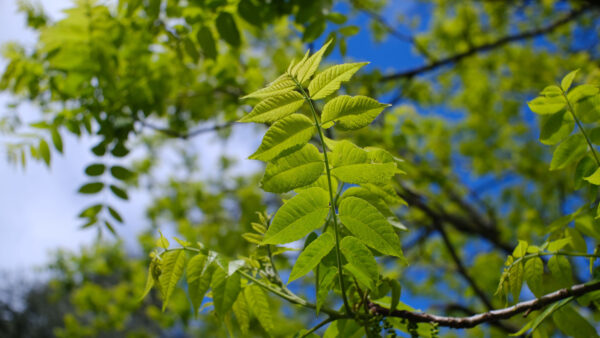 Wallpaper Sky, Desktop, Nature, Branches, Autumn, Leaves, Blue, Mobile, Green, Background, Tree