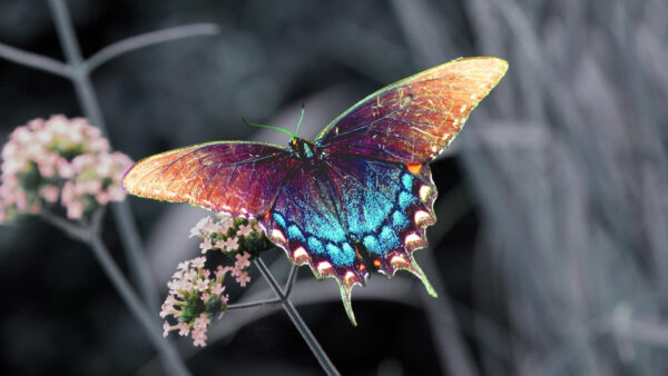 Wallpaper Little, Blue, Desktop, Flowers, Brown, Pink, Purple, Butterfly