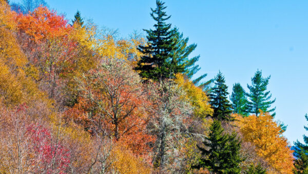 Wallpaper Blue, Desktop, Trees, Sky, Under, Autumn, Colorful, Nature