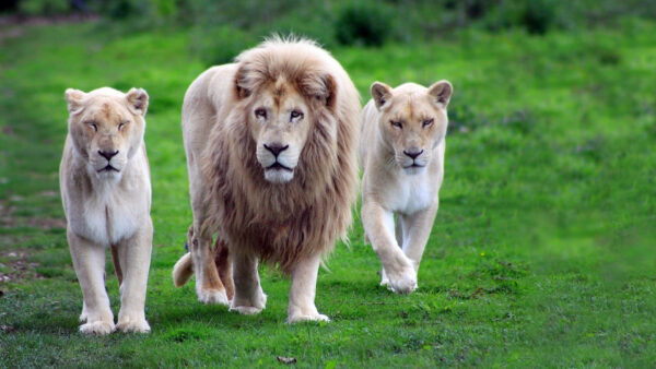 Wallpaper Green, Desktop, Lions, Predator, Lion, Grass