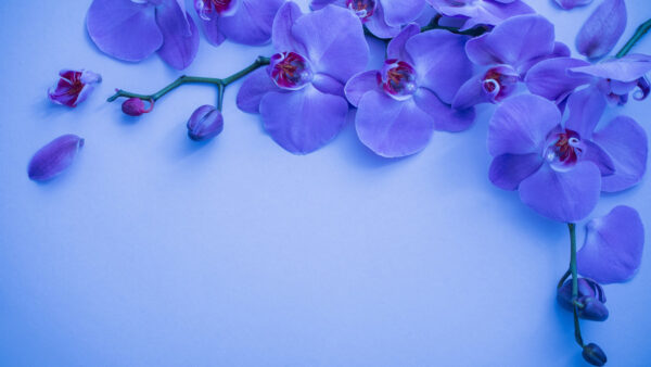 Wallpaper Background, Blue, Orchid, Floral, Flowers