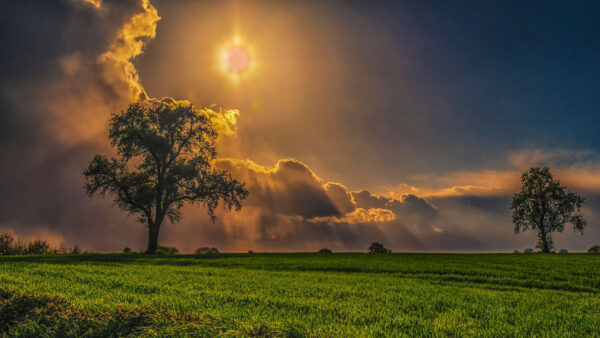 Wallpaper Grass, Field, Nature, Yellow, Under, Tree, Cloudy, Sky, Black