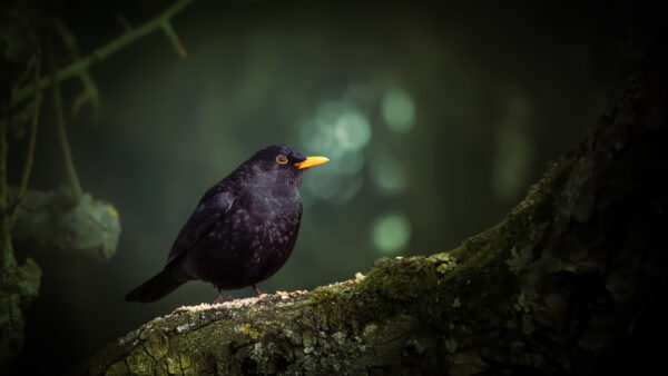 Wallpaper Blur, Background, Bird, Yellow, Covered, Trunk, Standing, Tree, Desktop, Bokeh, Algae, Black, Birds, Green