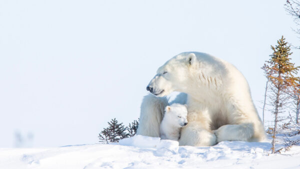 Wallpaper Bears, Desktop, Polar, Baby, Animals, With, Bear