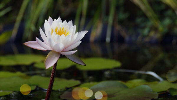 Wallpaper Lilly, Flowers, Water