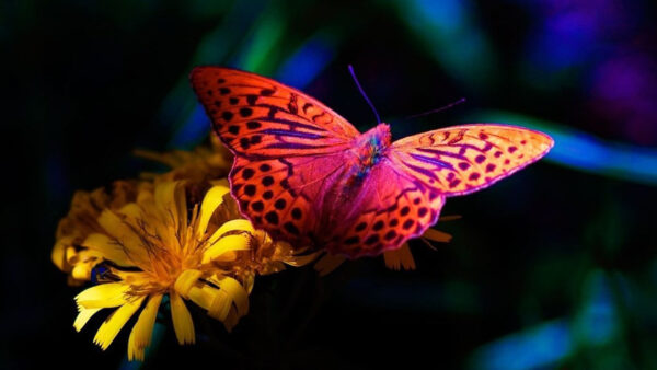 Wallpaper Butterfly, Flower, Yellow, Colorful