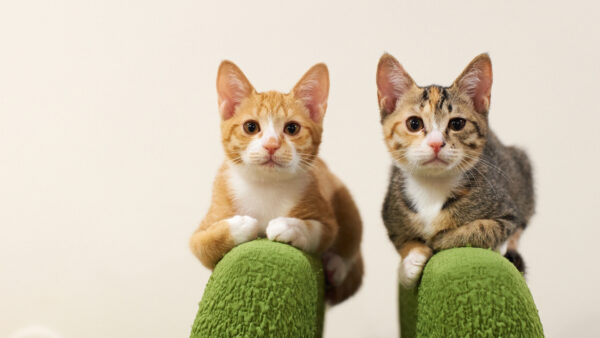 Wallpaper Couch, Brown, Are, Green, Black, Kitten, Desktop, Cats