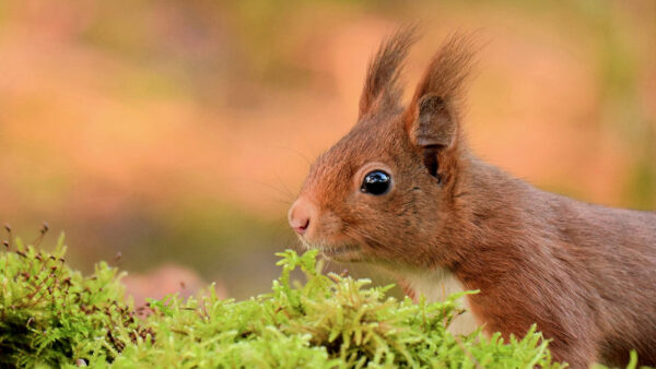 Wallpaper Background, With, Squirrel, Black, Shallow, Desktop, Eyes, Red