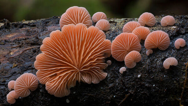 Wallpaper Fungus, Trunk, Closeup, Tree, Mushroom, Background, Mushrooms, View, Blur