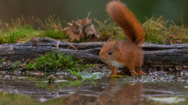 Wallpaper Brown, Squirrel, Desktop, Near, Water, Front, Standing, Wood