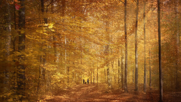 Wallpaper Yellow, Sunbeam, And, Leaf, With, Nature, Desktop, Trees, Forest