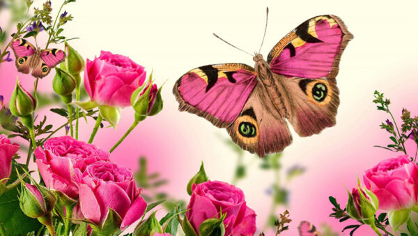 Wallpaper Pink, Butterfly, Plants, Green