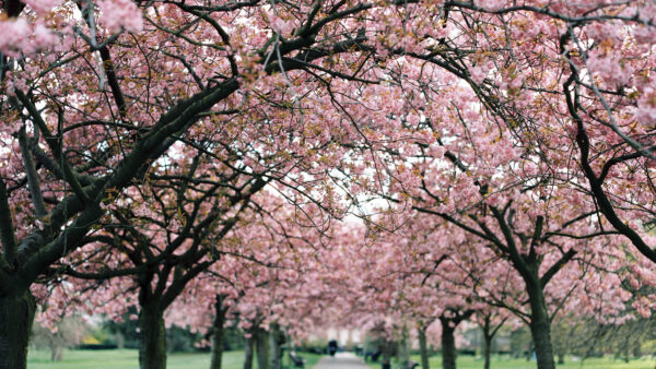 Wallpaper Tree, Branches, Desktop, Mobile, Pink, Blossom, Background, Nature, Park, Flowers