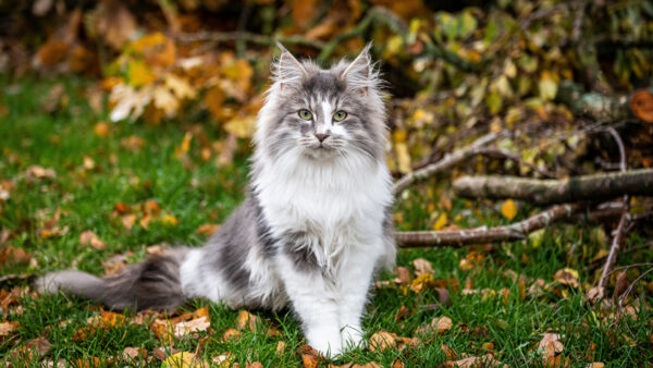 Wallpaper Black, Look, White, Grass, Yellow, Sitting, Stare, Eyes, Background, With, Blur, Cat