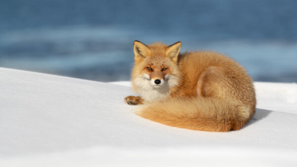 Wallpaper Fox, Blue, Snow, Background, White, Field, Brown, Sitting, Blur