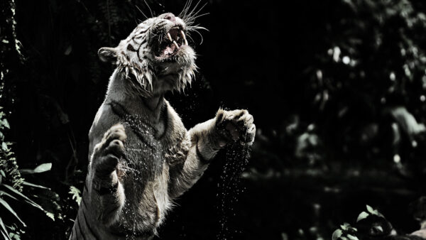 Wallpaper And, Funny, White, Tiger, Black, Photo, Animal