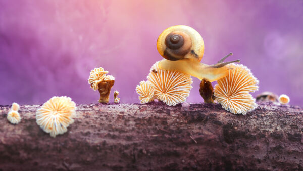 Wallpaper Purple, Snail, Mushroom, Desktop, Background, Light