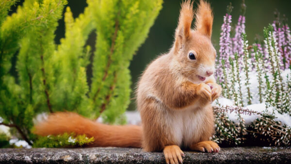 Wallpaper Brown, Squirrel, Background, Sitting, Leaves, White, Green