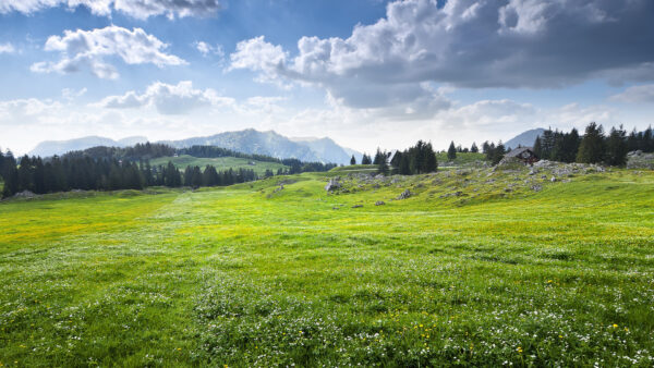 Wallpaper White, Clouds, Field, Sky, Yellow, Flowers, Green, Blue, Mountains, Background, Nature, Trees, Grass, Under