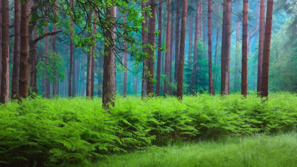 Wallpaper Fog, Green, Forest, Field, Nature, Bushes, Trees, Grass, Covered