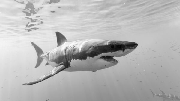 Wallpaper And, Photo, Underwater, Black, White, Shark