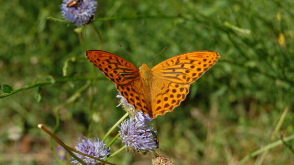 Wallpaper Brown, Desktop, Black, Yellow, Dots, Blue, Butterfly, Flower