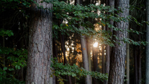 Wallpaper Trees, Sunlight, Nature, Forest, Branches, Background, Leaves, Green, Through