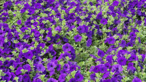 Wallpaper Petunia, Field, Flowers, Purple