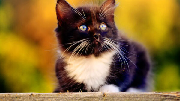 Wallpaper Kitten, Background, Cute, Yellow, Cat, Blur, Green, White, Mustache, Black