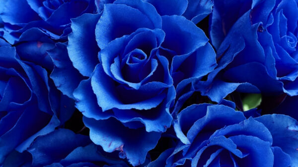 Wallpaper View, Rose, Closeup, Flowers, Bunch, Aesthetic, Blue