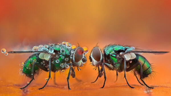 Wallpaper Drops, Green, With, Blur, Closeup, Hornet, Background, Water, View, Fly, Colorful
