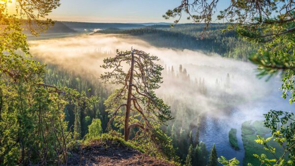 Wallpaper Background, Green, With, Forest, Trees, Fog, Sunlight, Sky, Blue, Nature, Mountains