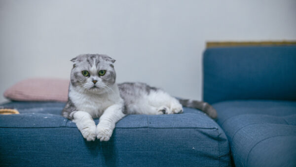 Wallpaper Cat, Background, White, WALL, Sitting, Couch, Blue, Black