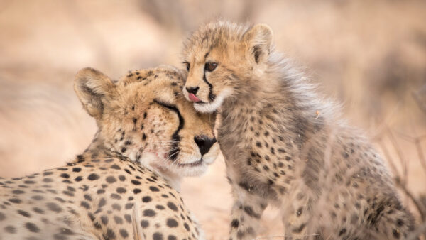 Wallpaper Sitting, And, Are, Blur, Cub, Background, Cheetah