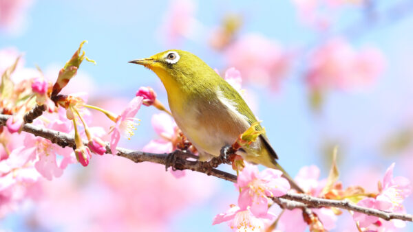 Wallpaper White-Eye, Pink, Blur, Background, Japanese, Tree, Desktop, Birds, Bird, Blossom, Green, Mobile, Standing, Branch
